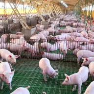  El hato porcino nacional creció 12,5% en los últimos tres años