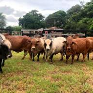 Un Grupo de Ganaderos concretó el primer envío de bovinos de la raza Boran a la Argentina