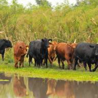 
                            Congreso busca contribuir para una ganadería más eficiente y sustentable                        