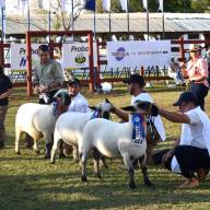 Eligen a los primeros grandes campeones de la Expo Norte 2025