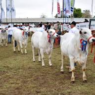 La Nelore llenó de excelencia genética la pista de la Expo Norte 2025