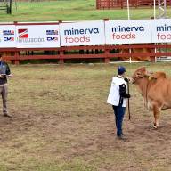 Senepol, Brahman y Árabe dieron un cierre espectacular a la jura de bozal de la Expo Norte