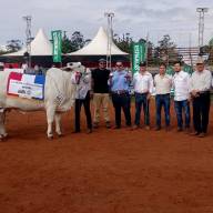 La raza Nelore se lució en la pista de la Expo Amambay 2025