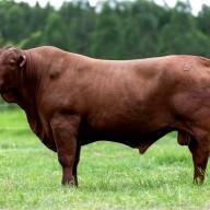 Utilizan Senepol paraguayo para mejorar rodeos en el Uruguay