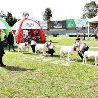 La Expo Nacional Texel cerró una exitosa octava edición