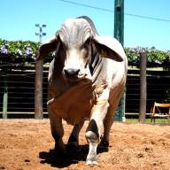 El Brahman de Corral 2026 ofrecerá alta calidad genética